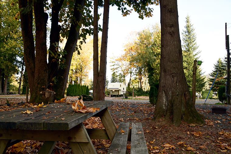 Watching the leaves fall